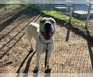 Great Dane-Unknown Mix Dogs for adoption in Ocala, FL, USA