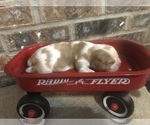 Small Photo #2 Cavalier King Charles Spaniel Puppy For Sale in STE GENEVIEVE, MO, USA