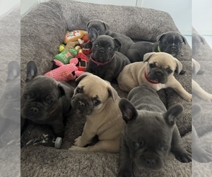 French Bulldog Puppy for Sale in ATASCADERO, California USA