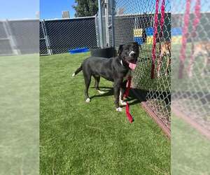 Mutt Dogs for adoption in San Bernardino, CA, USA