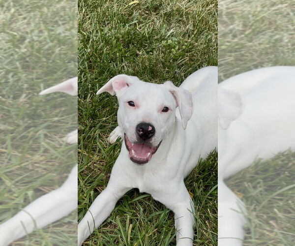 Medium Photo #19 American Pit Bull Terrier-Unknown Mix Puppy For Sale in Mooresville, NC, USA