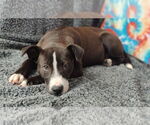 Small #2 Mutt