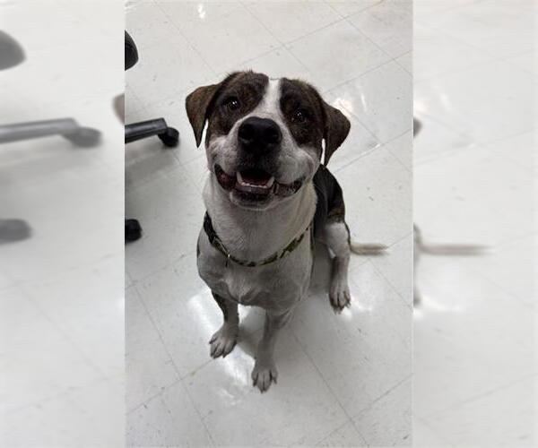 Medium Photo #1 American Pit Bull Terrier-Unknown Mix Puppy For Sale in Corpus Christi, TX, USA