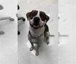 Small American Pit Bull Terrier Mix