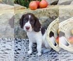 Puppy Kip English Springer Spaniel