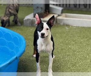 Mutt Dogs for adoption in Waco, TX, USA