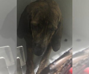 Bloodhound Dogs for adoption in Houston, TX, USA