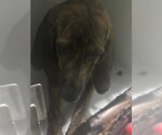 Small Bloodhound