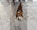 Small #1 Beagle