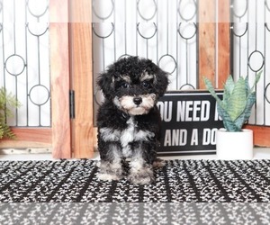 Poodle (Miniature) Puppy for sale in NAPLES, FL, USA