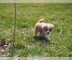 Small Photo #19 Miniature Australian Shepherd Puppy For Sale in ELMHURST, IL, USA