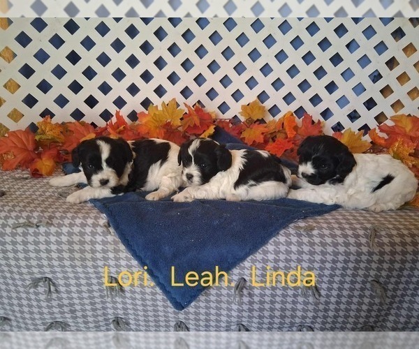 Medium Photo #2 Cavachon Puppy For Sale in MOUNT PLEASANT, MI, USA