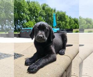 Labrador Retriever Puppy for sale in FRANKLIN, IN, USA