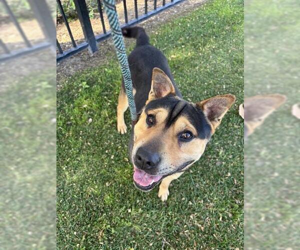 Medium Photo #2 Chinese Shar-Pei-German Shepherd Dog Mix Puppy For Sale in Redlands, CA, USA