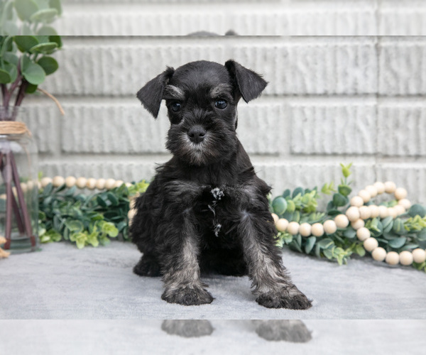 Medium Photo #3 Schnauzer (Miniature) Puppy For Sale in BALTIC, OH, USA