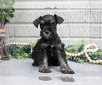 Small Photo #13 Schnauzer (Miniature) Puppy For Sale in BALTIC, OH, USA