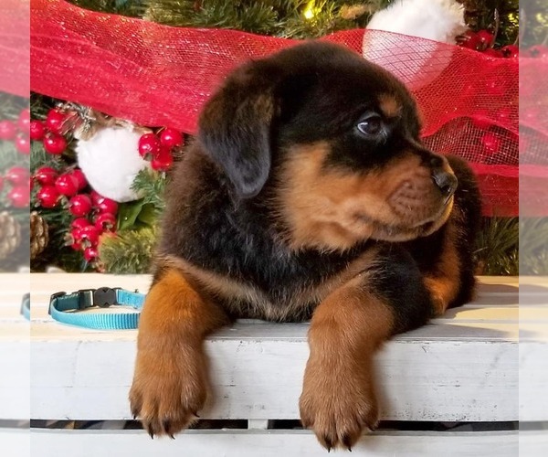 Medium Photo #3 Rottweiler Puppy For Sale in PINE GROVE, PA, USA