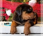 Small Photo #3 Rottweiler Puppy For Sale in PINE GROVE, PA, USA