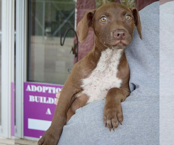 Medium Photo #6 American Staffordshire Terrier-Labrador Retriever Mix Puppy For Sale in Huntley, IL, USA