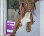 Small #5 American Staffordshire Terrier-Labrador Retriever Mix