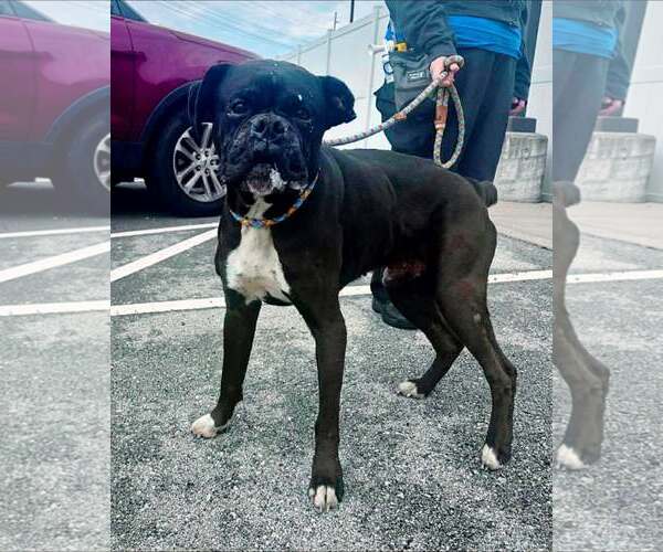 Medium Photo #6 Boxer Puppy For Sale in Burnsville, MN, USA