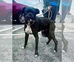 Small #5 Boxer