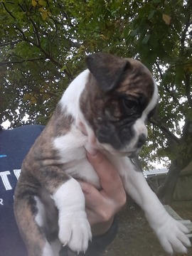 Medium Photo #11 Boxer Puppy For Sale in KENNEWICK, WA, USA