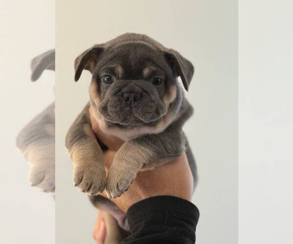 Medium Photo #7 French Bulldog Puppy For Sale in MC GRAW, NY, USA