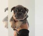 Small #6 French Bulldog