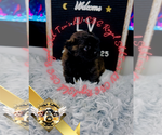 Small #7 Shih Tzu