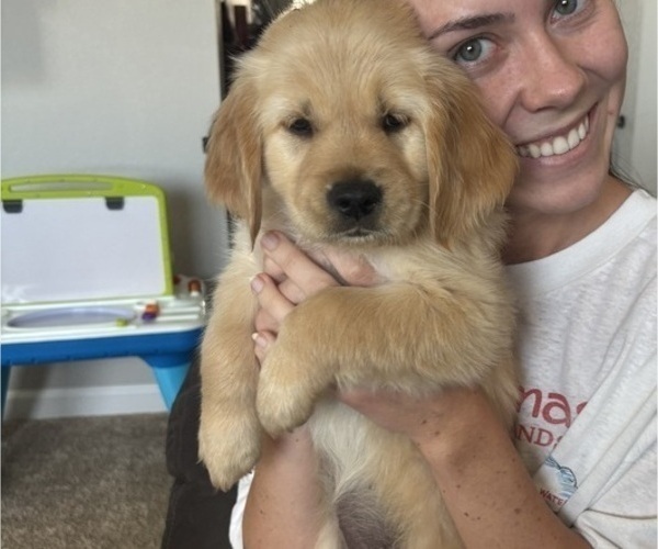 Medium Photo #6 Golden Retriever Puppy For Sale in SEVERANCE, CO, USA