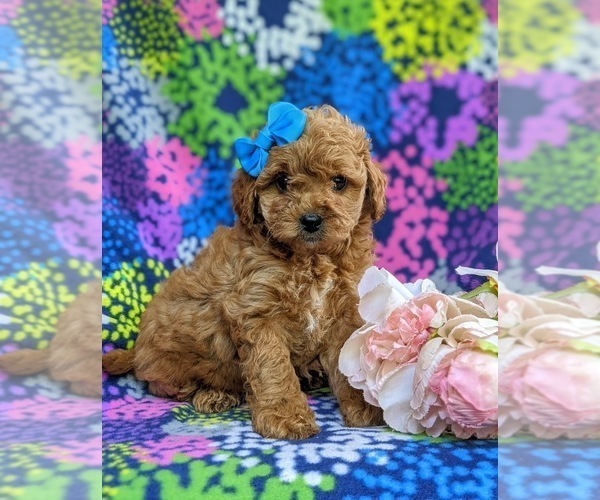 Medium Photo #2 Cavapoo Puppy For Sale in KIRKWOOD, PA, USA