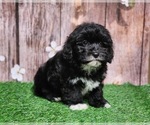 Small #1 Poovanese