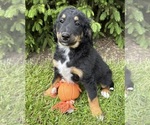 Image preview for Ad Listing. Nickname: Boone