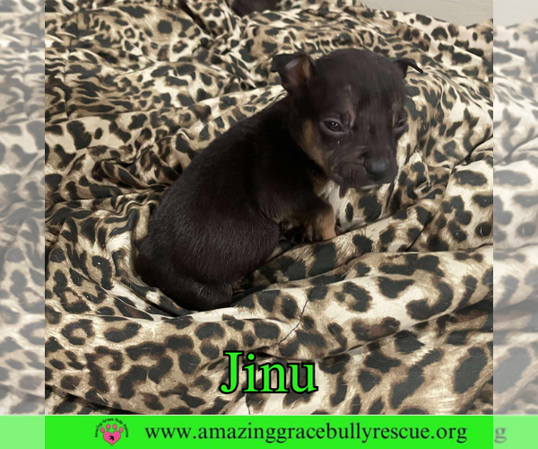 Medium Photo #2 Boxer-Unknown Mix Puppy For Sale in Pensacola, FL, USA