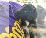Small Photo #10 Aussiedoodle Puppy For Sale in LONGWOOD, FL, USA