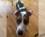 Small #3 Boxer Mix