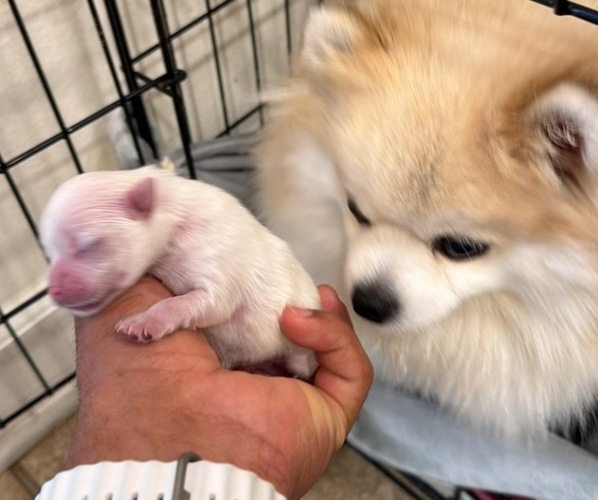 Medium Photo #2 Pomeranian Puppy For Sale in LOGANVILLE, GA, USA