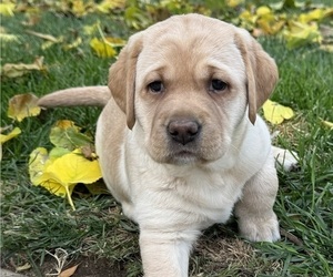 Labrador Retriever Puppy for sale in CLOVIS, CA, USA