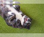 Small #1 Collie Mix