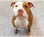 Small #2 American Pit Bull Terrier