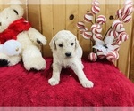 Small Photo #3 Goldendoodle Puppy For Sale in TRENTON, MO, USA