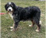 Small Photo #1 Bernedoodle (Miniature) Puppy For Sale in MIDDLEBURY, IN, USA
