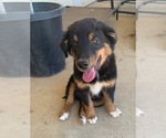 Small Photo #1 Australian Shepherd Puppy For Sale in ESCONDIDO, CA, USA