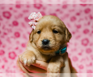 Golden Retriever Puppy for sale in LIBERTY, KY, USA