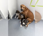 Small #2 Labrador Retriever Mix