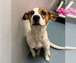Small American Staffordshire Terrier-Beagle Mix