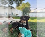 Small #6 Rottweiler Mix