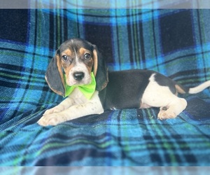 Beagle Puppy for sale in LAKELAND, FL, USA