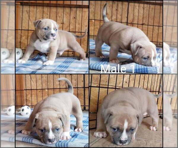 Medium Photo #3 American Bully Puppy For Sale in BILLINGS, MO, USA